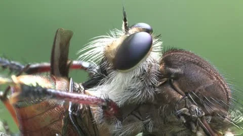 Robberfly closeup Stock Footage 8946123