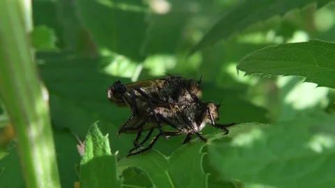 Robberfly couple mating Stock Footage 83473651