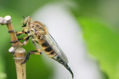 Robberfly perched on a tree trunk Stock Photos
