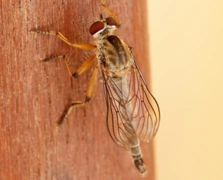 Robberfly Stock Photos