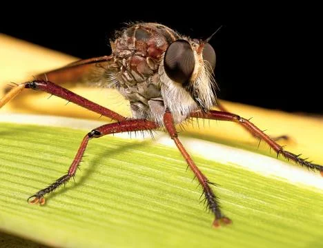 Robberfly Stock Photos
