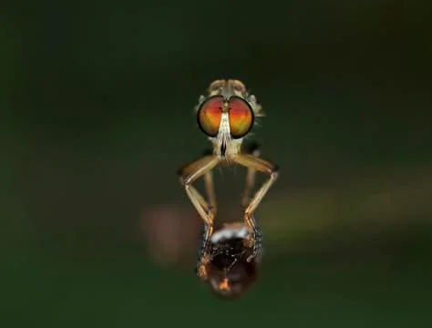 Robberfly Photos
