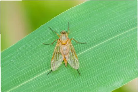 Robberfly Stock Photos