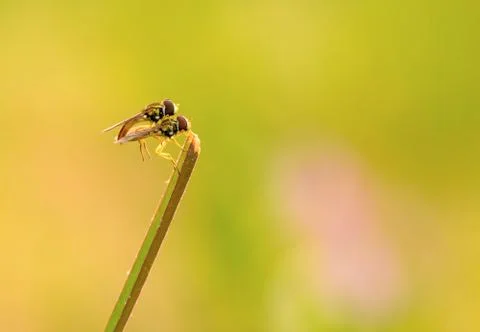 Robberfly Stock Photos