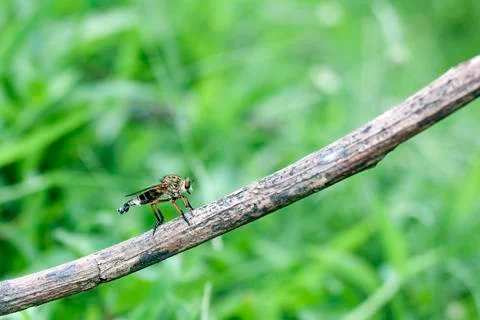 ROBBERFLY Stock Photos