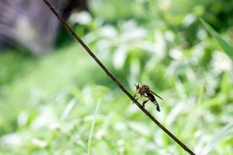 ROBBERFLY Stock Photos