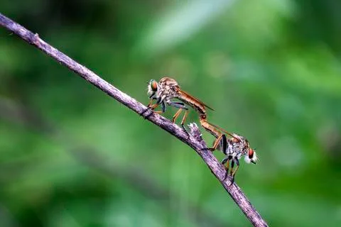 ROBBERFLY Stock Photos