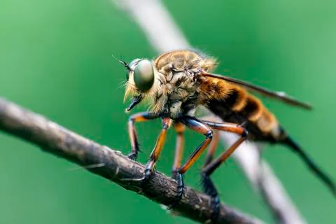 ROBBERFLY Stock Photos