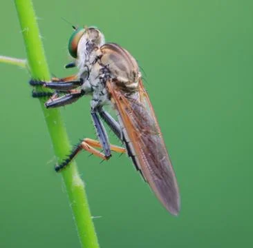 Robberfly Stock Photos
