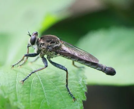 Robberfly Stock Photos