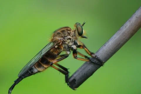 Robberfly Stock Photos