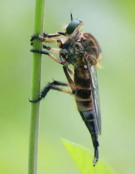 Robberfly Stock Photos