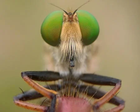 Robberfly Stock Photos
