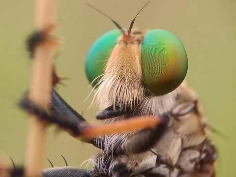 Robberfly Stock Photos