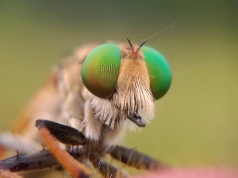 Robberfly Stock Photos