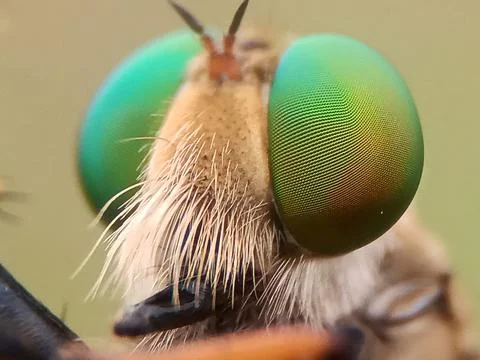 Robberfly Stock Photos