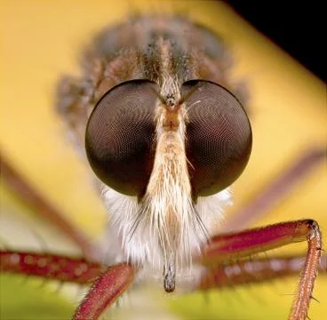 Robberfly portrait Stock Photos