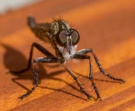 Robberfly posing Stock Photos