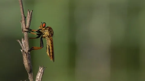 Robberfly Robberflie on grass moving its legs Stock Footage 254959782