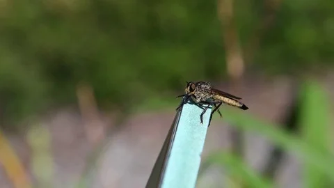 Robberfly sunbathing Stock Footage 83464216