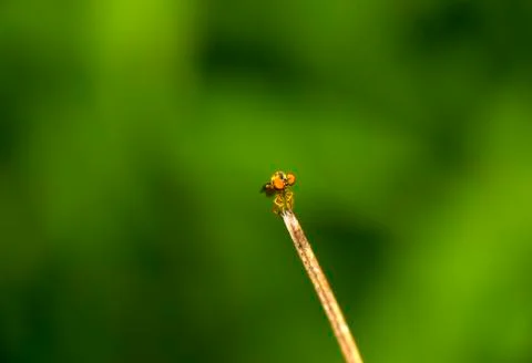 Robbery Fly Stock Photos