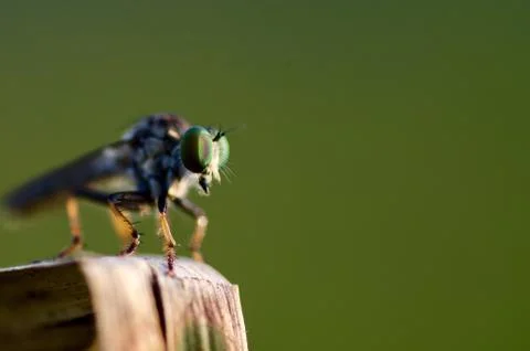 A rober fly Stock Photos