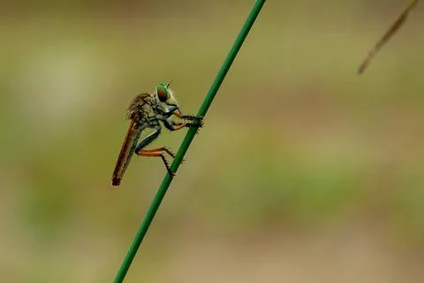 Roberfly Stock Photos