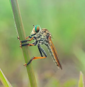 Roberfly Stock Photos