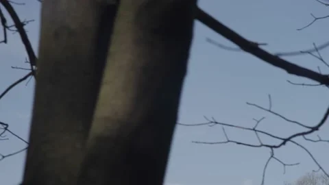 Robert E. Lee Statue Close Through Tree Richmond VA Stockbeeldmateriaal 160373806