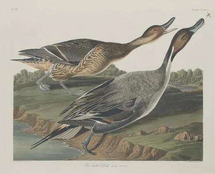 Robert Havell after John James Audubon, Pin Tailed Duck, 1834 Pin-Tailed D... Stock Photos