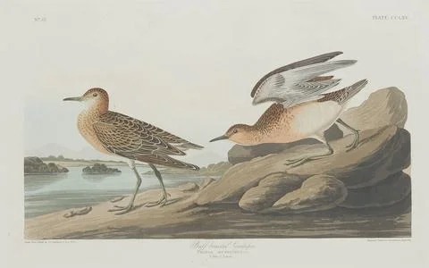 Robert Havell after John James Audubon, Buff breasted Sandpiper, 1835 Buff... Stock Photos