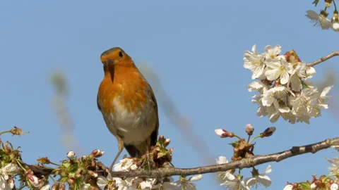 Robin 1 Erithacus rubecula on blossom Stock-Footage 148516282
