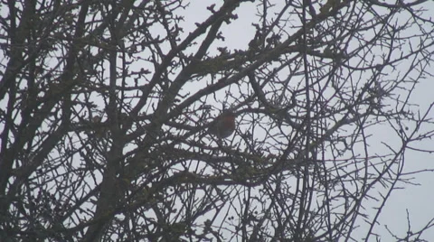 Robin 1 Stock Footage 34269799