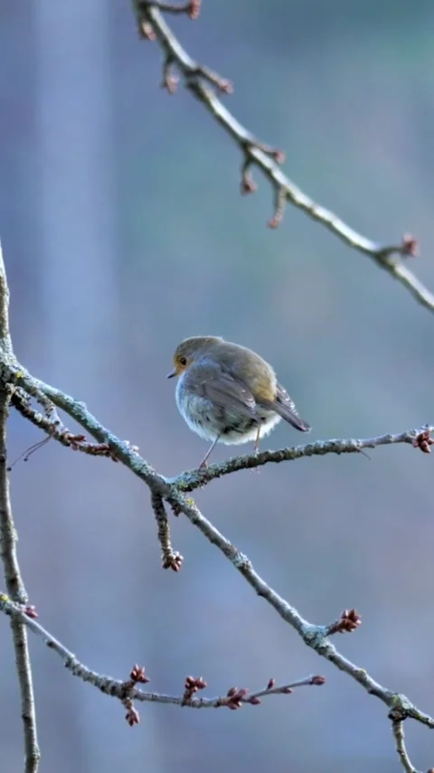 Robin 1 Stock Footage 303390249