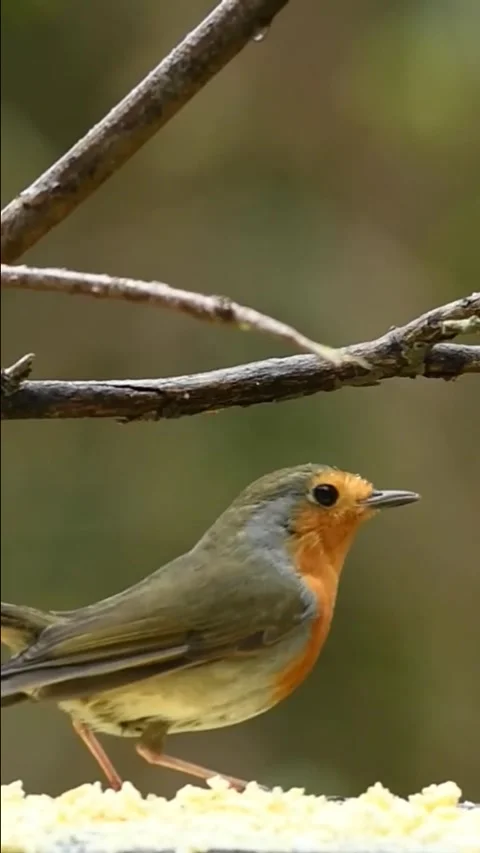 Robin 2 Stock Footage 281249027