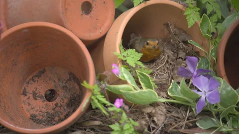 Robin 9 Erithacus rubecula at nest in garden flower pot 스톡 동영상 171539098