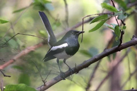 Robin alert Stock Photos