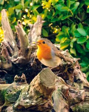 A robin among the branches of a tree Stock Photos