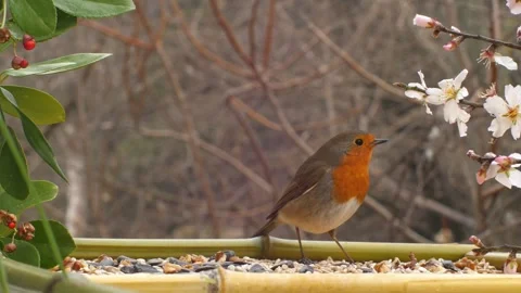 A robin among flowers. Close-up. Stock Footage 345905149