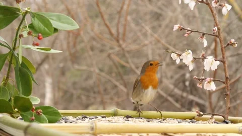 A robin and a jay among flowers. Close-up Stock Footage 345907001