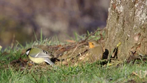 Robin and titmouse on the ground  Stock Footage 303911767