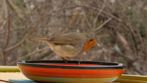 Robin and tits Stock Footage 344426993