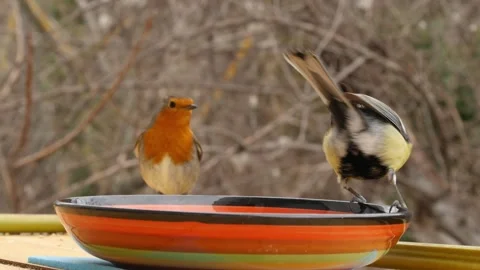Robin and tits Stock Footage 344427326