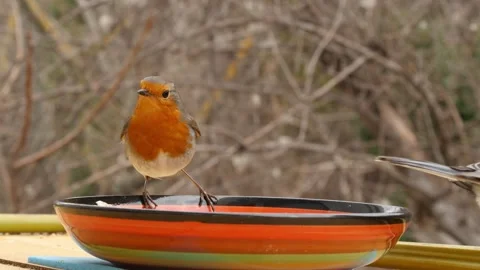 Robin and tits Stock Footage 344427479
