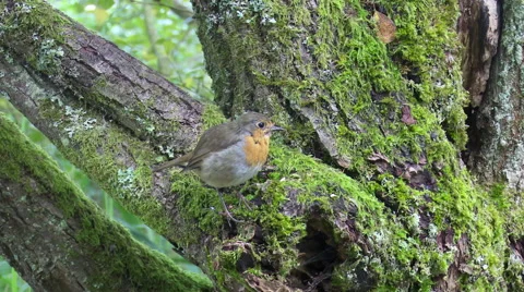 Robin and a Willow Tit feeding 스톡 동영상 67985097