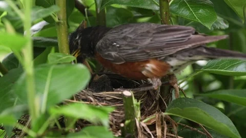 Robin With Babies on Three Nest Eating One of The Baby's Poop Stock Footage 202605630