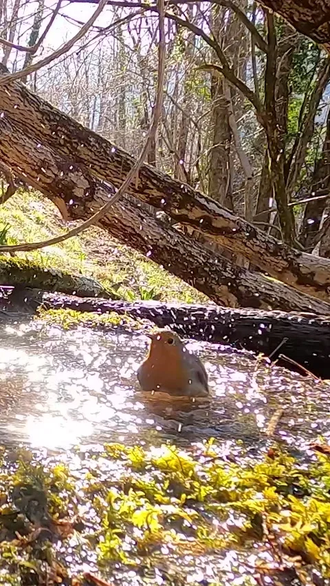 Robin at the bath, Pettirosso (Erithacus rubecula) Stock-Footage 282197075