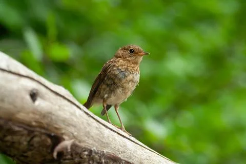 Robin at the bath, Pettirosso (Erithacus rubecula) Stock Photos