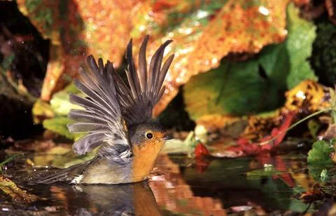 Robin at the bath Stock Photos