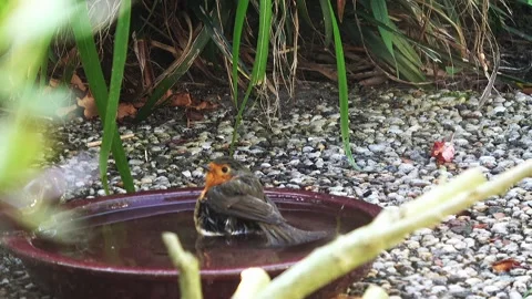 Robin bathing in drinking trough in Holland Video stock 169081966
